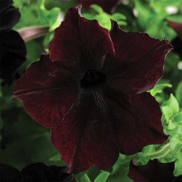 Sophistica Blackberry Hybrid Petunia, Petunias: Horticultural Products ...